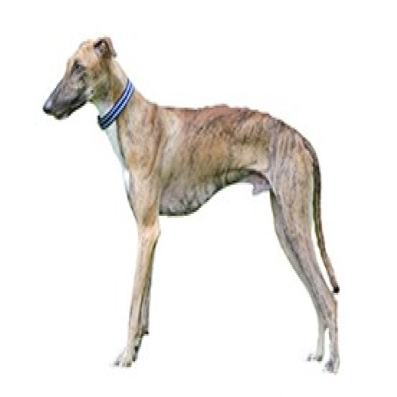 Breed Img