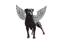 Club Logo